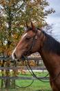 Hongre Paint Horse APHA &mdash; Colorado du TR (3 ans)