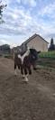 Ponette de 13 ans 