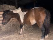 Ponette de 13 ans 