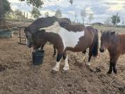 Ponette de 13 ans 