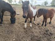 Ponette de 13 ans 