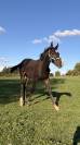 Poulain poney fran&ccedil;ais de selle X Arabe 