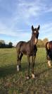 Poulain poney fran&ccedil;ais de selle X Arabe 