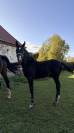 Poulain poney fran&ccedil;ais de selle X Arabe 