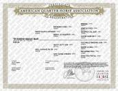 Hongre Quarter Horse AQHA &mdash; TR BUENO MAGIC BAR