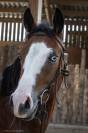 Hongre Quarter Horse AQHA &mdash; TR BUENO MAGIC BAR