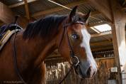 Hongre Quarter Horse AQHA &mdash; TR BUENO MAGIC BAR