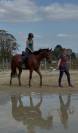 3ans, 2023, Zangersheide