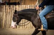 Mare Paint For sale 2024 Brown