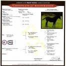 Mare Paint For sale 2024 Brown