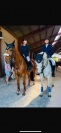 poney ma&icirc;tre d&rsquo;&eacute;cole cso as