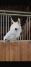 poney ma&icirc;tre d&rsquo;&eacute;cole cso as