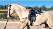 Lusitano Cremello Entero