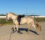 Lusitano Cremello Entero