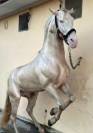 Lusitano Cremello Entero