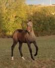 Foal m&acirc;le orient&eacute; CCE CSO
