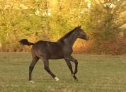 Foal m&acirc;le orient&eacute; CCE CSO