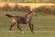 Foal m&acirc;le orient&eacute; CCE CSO