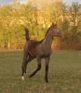 Foal m&acirc;le orient&eacute; CCE CSO