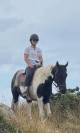 Hongre Pinto 6 ans 1,56m