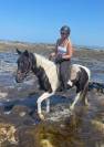 Hongre Pinto 6 ans 1,56m