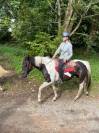 Hongre Pinto 6 ans 1,56m