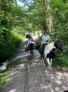 Hongre Pinto 6 ans 1,56m