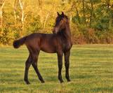 Foal m&acirc;le famille performer CSO