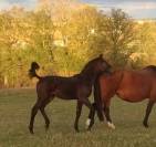 Foal m&acirc;le famille performer CSO