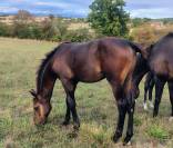 Foal m&acirc;le famille performer CSO