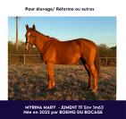 Jolie trotteuse de 4 ans 