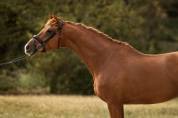 Super 8 ans niveau St Georges prospect GP