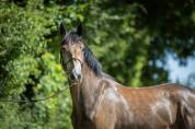 Caballo castrado PFS Poni Fran&ccedil;&eacute;s de Silla En venta 2023 Tordo por Jarnac de la Duche