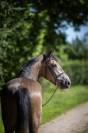 Caballo castrado PFS Poni Fran&ccedil;&eacute;s de Silla En venta 2023 Tordo por Jarnac de la Duche