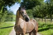 Caballo castrado PFS Poni Fran&ccedil;&eacute;s de Silla En venta 2023 Tordo por Jarnac de la Duche
