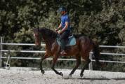 CHEVAL PS 9 ANS 1M66