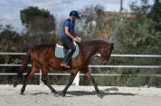 CHEVAL PS 9 ANS 1M66