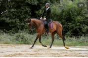 CHEVAL PS 8 ANS 1M65