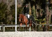 CHEVAL PS 8 ANS 1M65