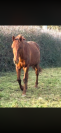 Cheval de randonn&eacute;e 
