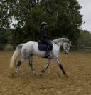  Cheval CSO / CCE / Dressage