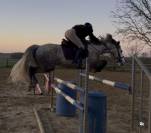  Cheval CSO / CCE / Dressage