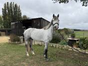  Cheval CSO / CCE / Dressage