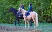 Solf&egrave;ge ▫️ Jument Espagnole palomino 