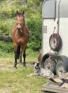 Cheval SF 9ans Cso