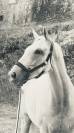 Cheval ps 7 ans 