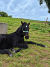 Pouliche 