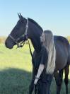 Trotteuse &agrave; vendre 