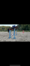 Jument Z CSO 7 ans 