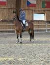 Jument Z CSO 7 ans 
